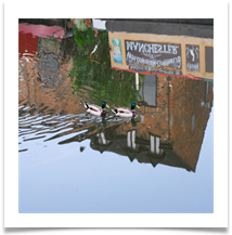 BargeDucks - Denis McAllister